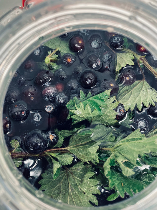 Blueberry & Nettle Fermented Cordial