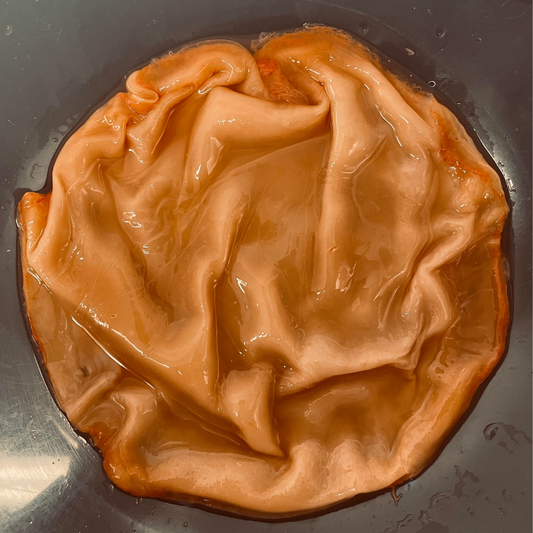 Kombucha Scoby