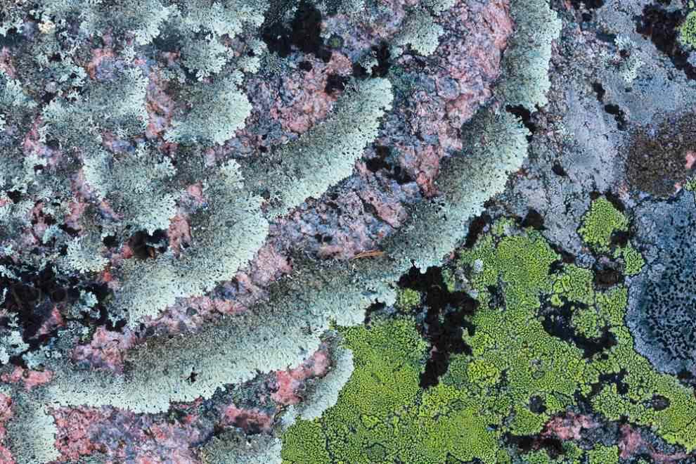 terra ignis lichens